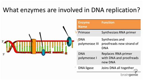 dnazyme|dna enzymes list.